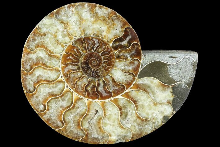 Agatized Ammonite Fossil (Half) - Agatized #88452
